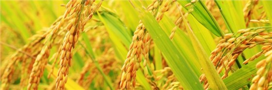 甘氨酸甜菜碱