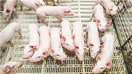 养猪业的‘隐形营养师’，如何让猪群健康又高效？