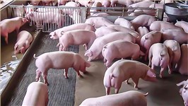 突破养殖瓶颈，打造抗应激‘无忧猪’新方案