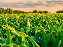 甜菜碱在农业中的绿色应用