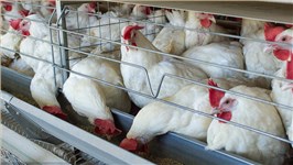 甜菜碱如何让鸡肉更‘诱人’？”