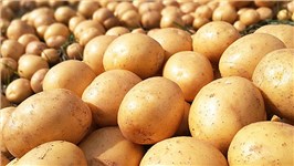 给土豆 “喂” 点甜菜碱：从抗逆小能手到餐桌优等生的逆袭之路