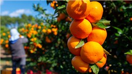 甘氨酸甜菜碱：柑橘种植的“绿色能量饮料”