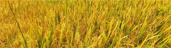甘氨酸甜菜碱