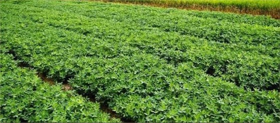 甜菜碱在花生种植上作用