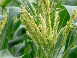 甜菜碱：叶面喷施的“抗逆卫士”