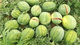 天然防裂果实的“隐形铠甲”—裂果危机与甜菜碱的崛起