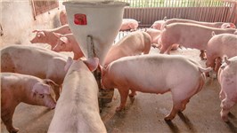 胍基乙酸：养猪业的“肌肉引擎”，高效育肥新突破！