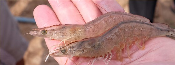 甜菜碱在饲料中的应用