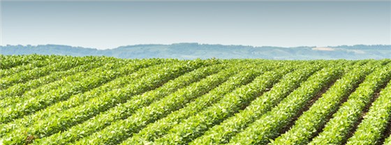 氯化胆碱在花生上的作用 氯化胆碱在花生上的作用