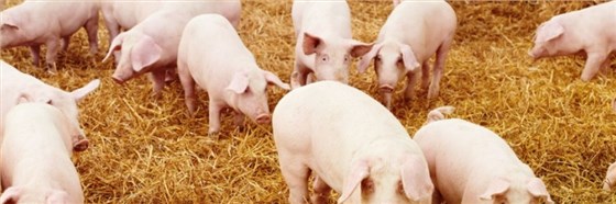 甜菜碱在饲料领域的作用效果