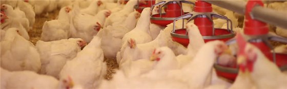 氯化胆碱在饲料上的作用 氯化胆碱在饲料上的作用