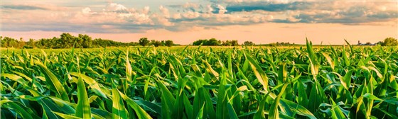 甜菜碱在农业上的作用