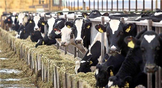 甜菜碱在饲料上的作用