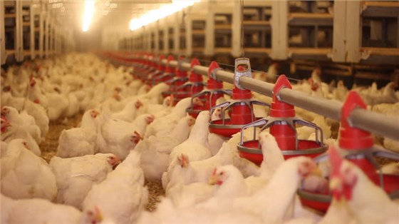 氯化胆碱在饲料中的效果