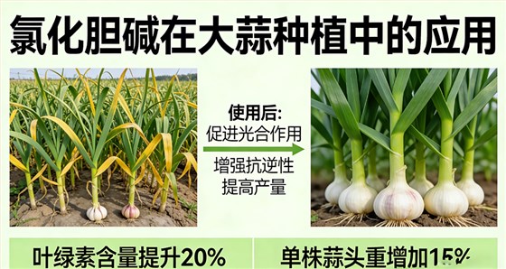 氯化胆碱在大蒜上应用