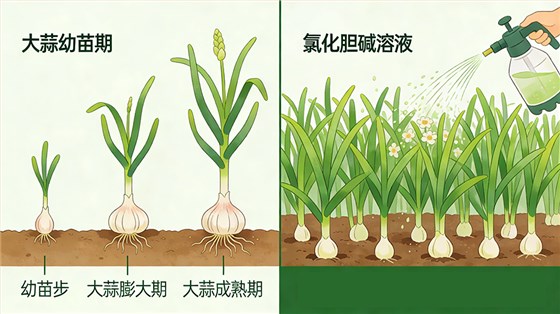 氯化胆碱在大蒜上作用效果