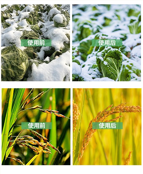 复方甘氨酸水溶肥_07