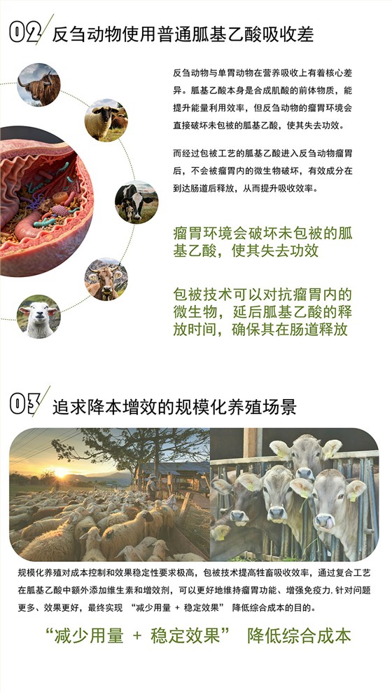 复合包被胍基乙酸 (4)