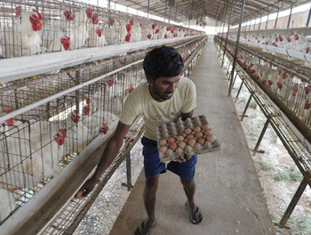 新冠肺炎:印度家禽饲料制造商遭受损失
