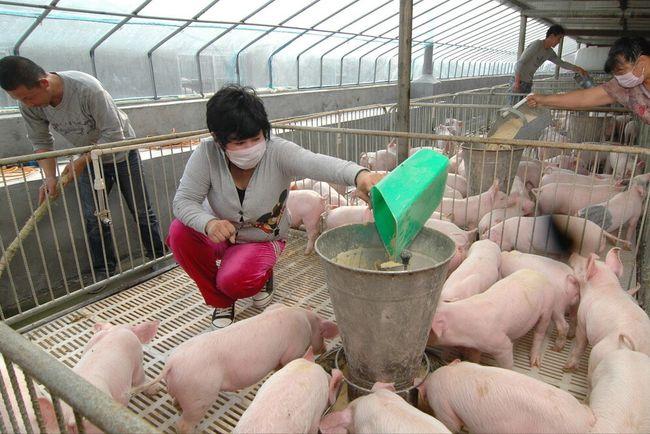 在猪饲料中添加甜菜碱的作用