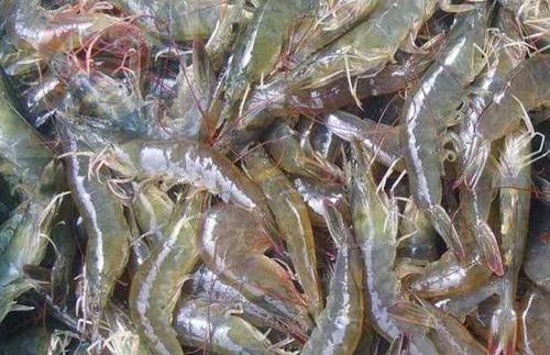 甜菜碱提高鱼虾生产性能