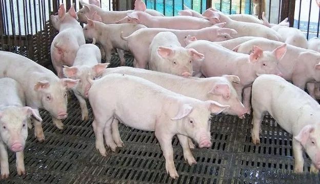 甜菜碱对养殖猪的作用