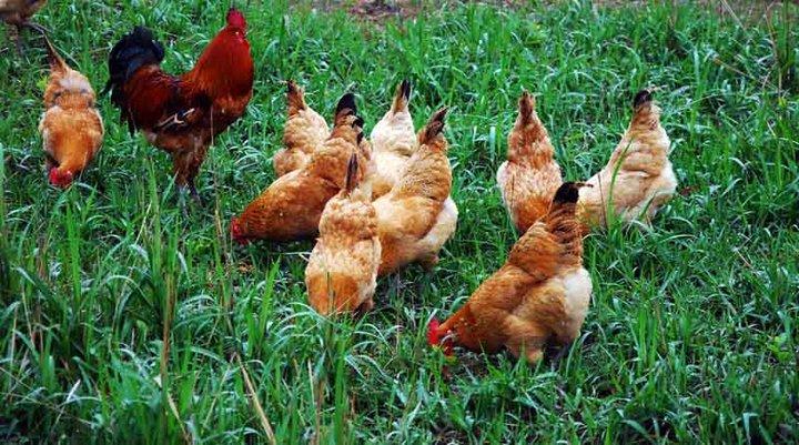 甜菜碱对禽类养殖的作用