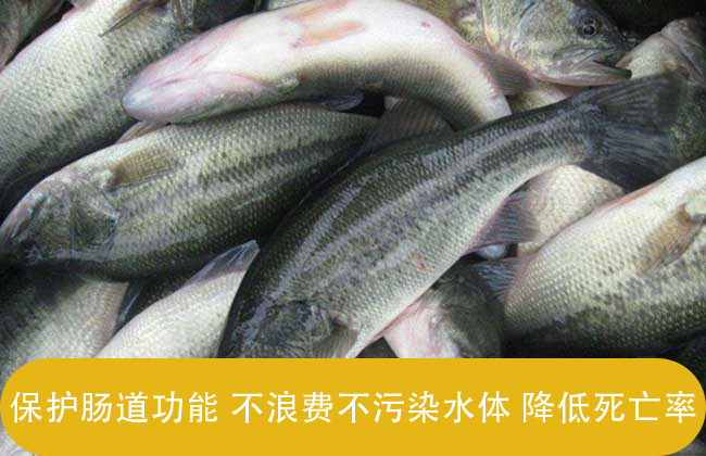 水产甜菜碱对鱼类的作用