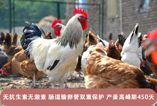 甜菜碱在饲养家禽中的作用