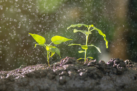 喷施甜菜碱：拯救植物幼苗的抗旱守护者