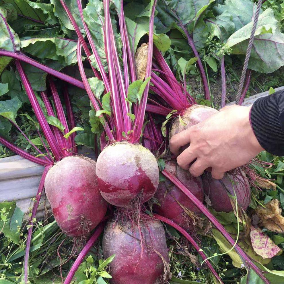 甜菜碱通常能够起到降压、抗氧化、杀菌消炎、促进脂肪代谢、促进肠胃蠕动等功效与作用，对身体会有一定的好处。