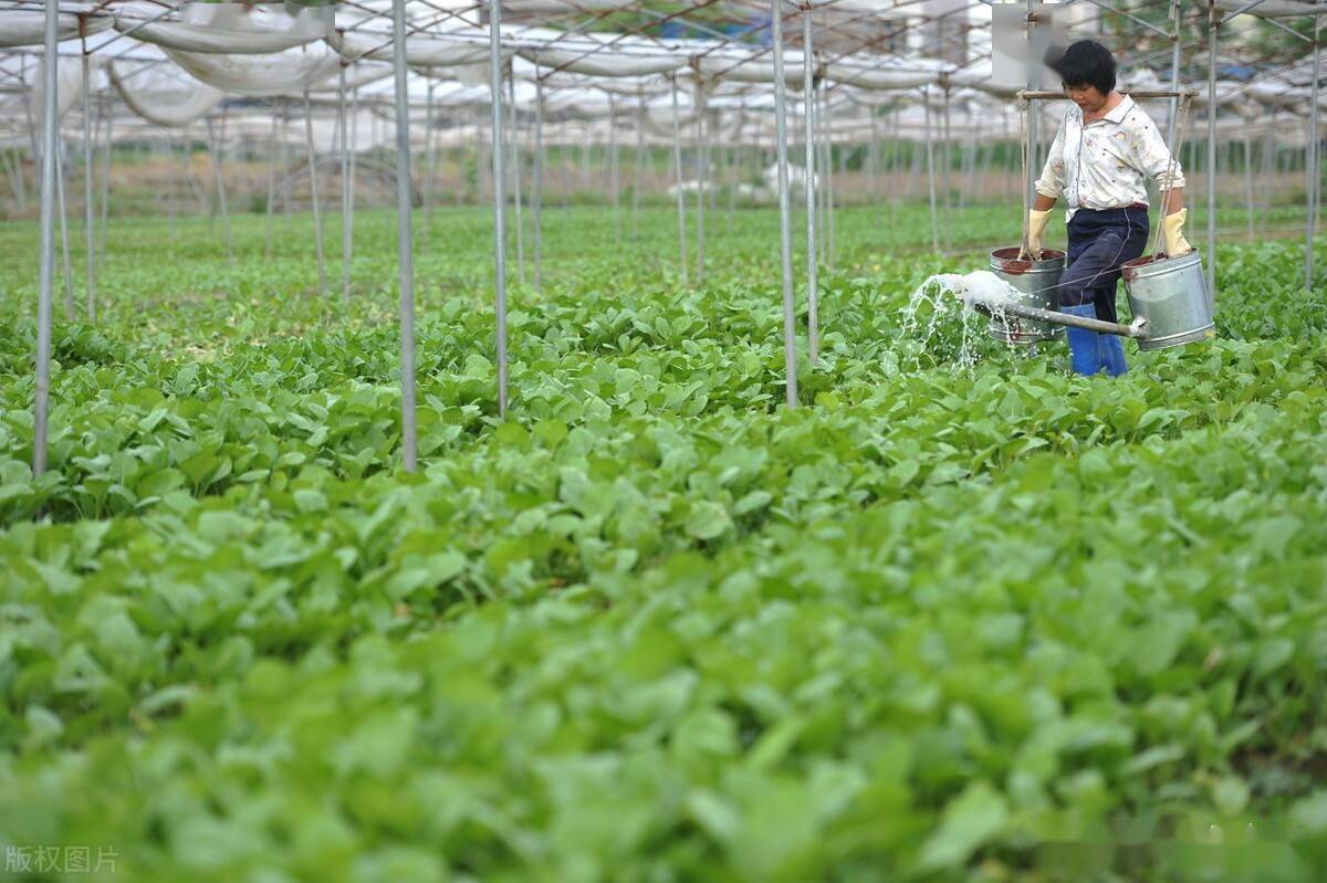 氯化胆碱：植物光合作用的黄金促进剂，助力葡萄、芒果增产！