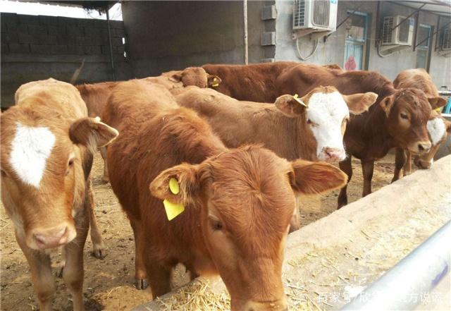 降低肉牛饲料成本就使用甜菜碱