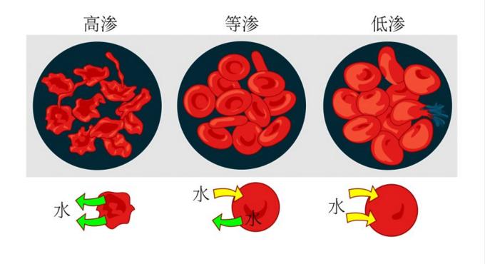 甜菜碱：维持细胞渗透平衡的关键