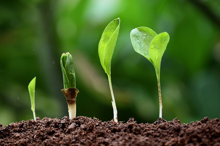 甜菜碱：解锁植物奇迹，绽放超级生长力！