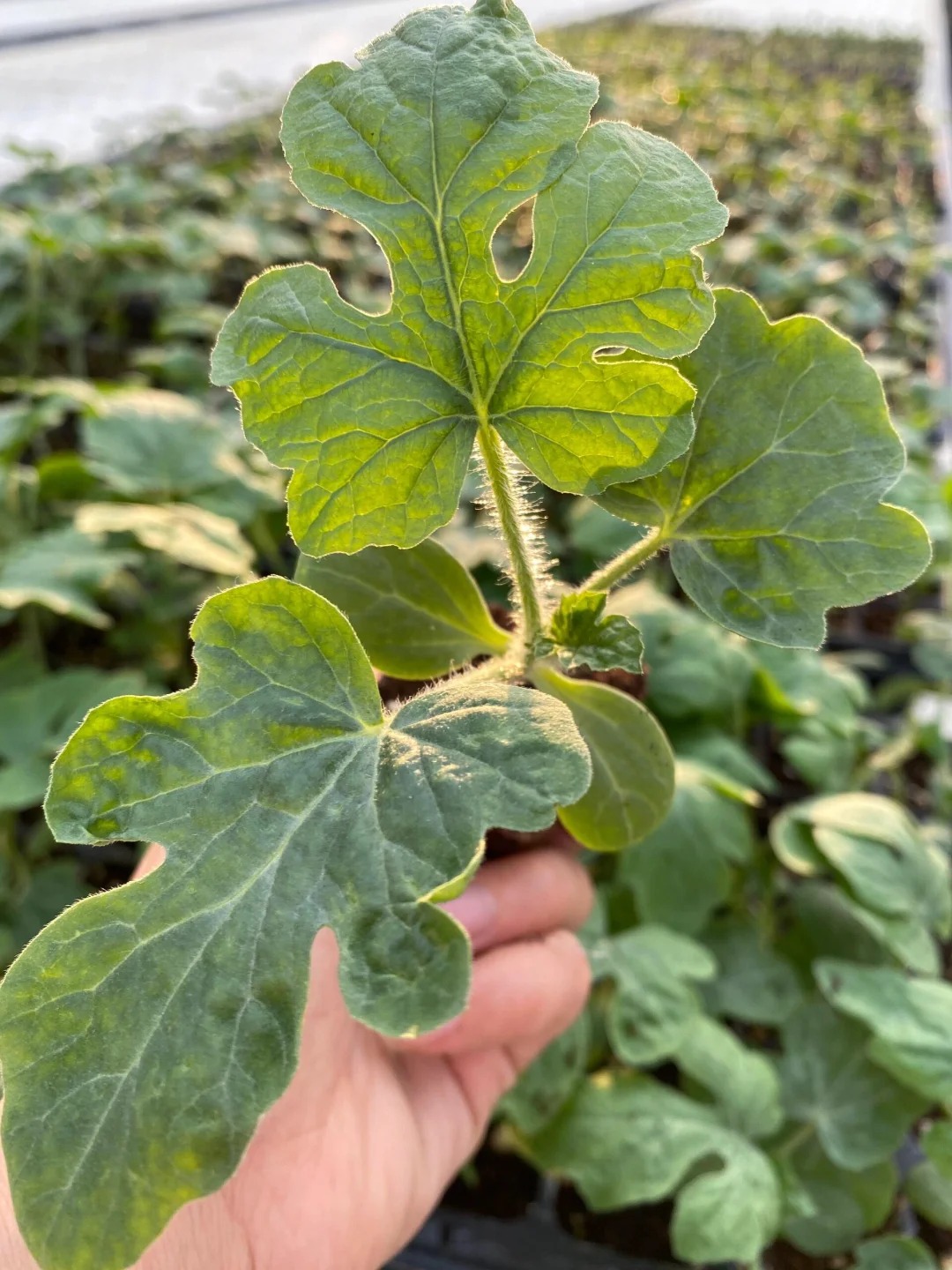 复合甜菜碱是一种高效营养型添加剂