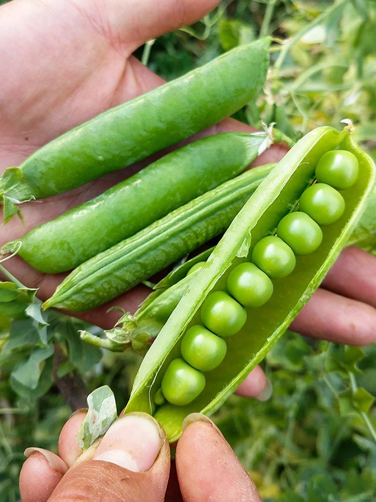 哪些蔬菜里面富含甜菜碱