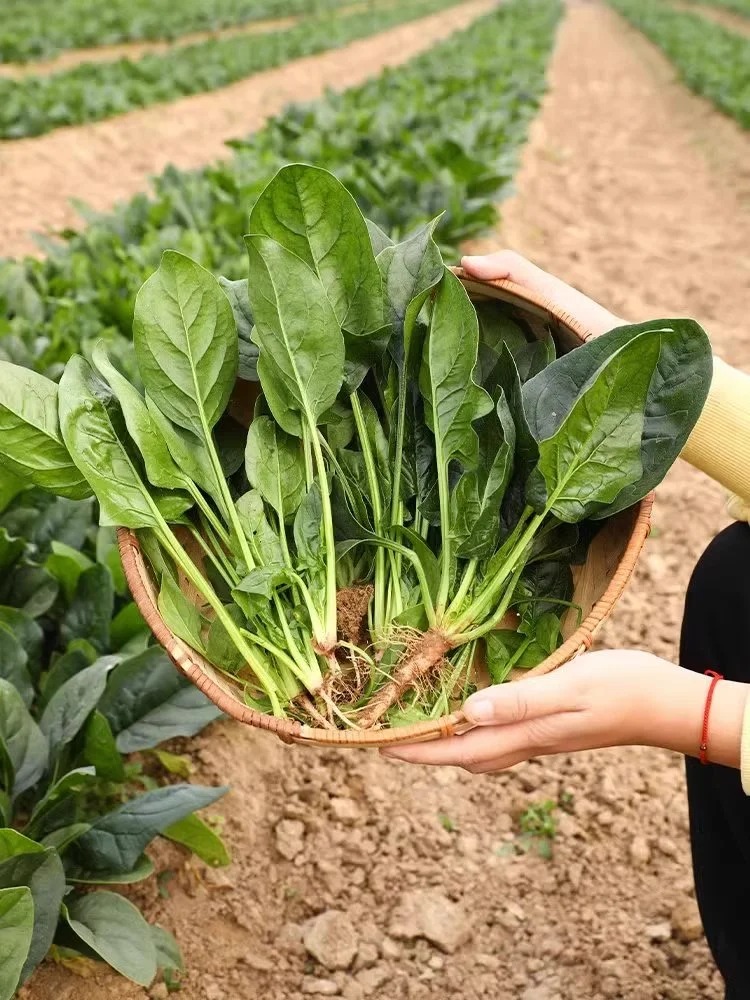 甜菜碱：多功能生物碱类化合物