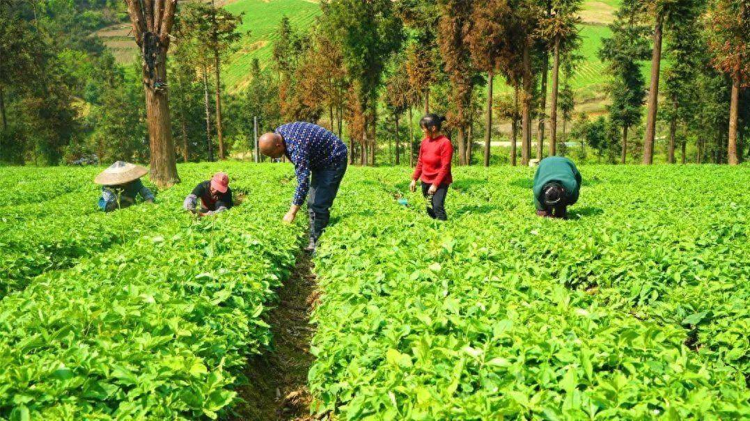 氯化胆碱：启动根原基早萌发，促进块根块茎膨大的农业奇迹