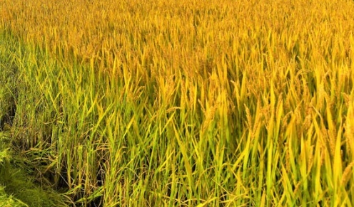 甜菜碱：激活生物生长的天然催化剂