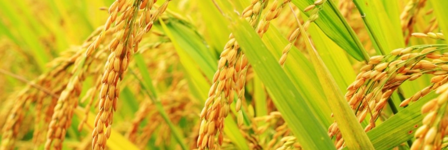 无水甜菜碱在农业中的应用价值
