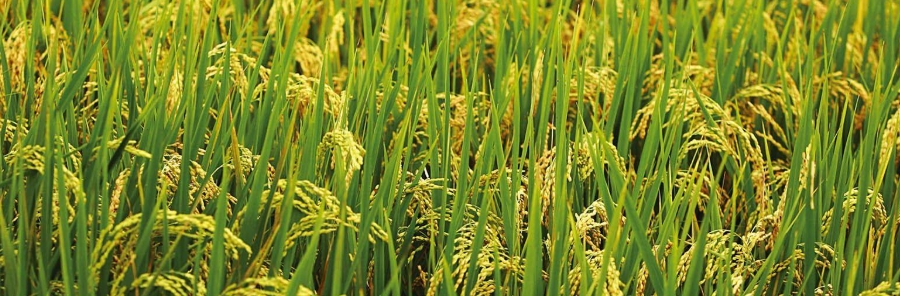 甜菜碱植物调节剂
