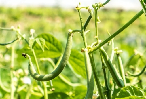 甜菜碱在大豆生产中的应用