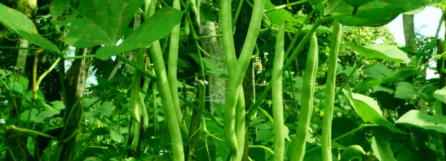 无水甜菜碱在植物上应用