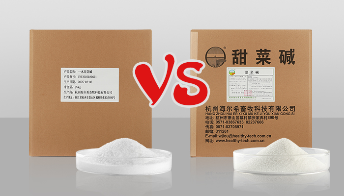一水甜菜碱VS无水甜菜碱：谁更胜一筹？