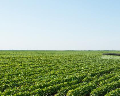 甘氨酸甜菜碱：植物抗逆增产的“增收利器”