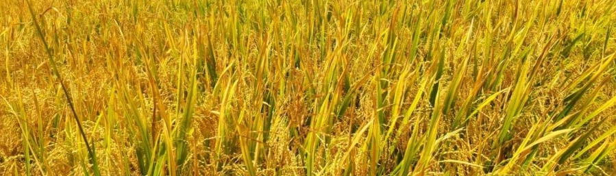甜菜碱在农业作用 甜菜碱在农业作用