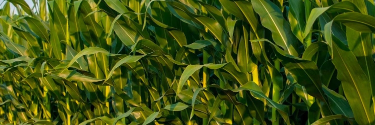 农业无水甜菜碱 农业无水甜菜碱