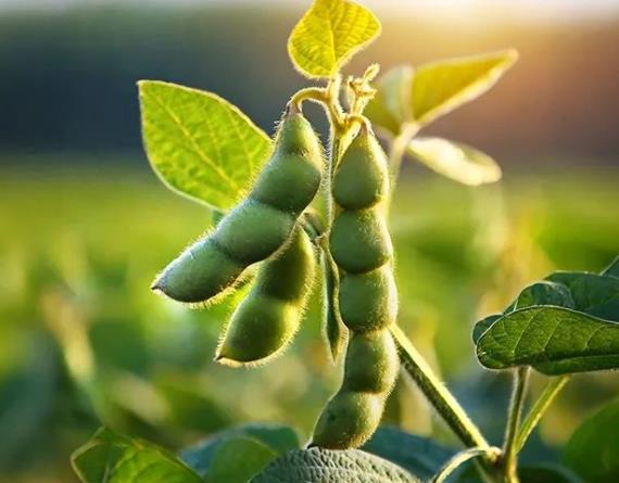 甜菜碱在大豆生长中的应用